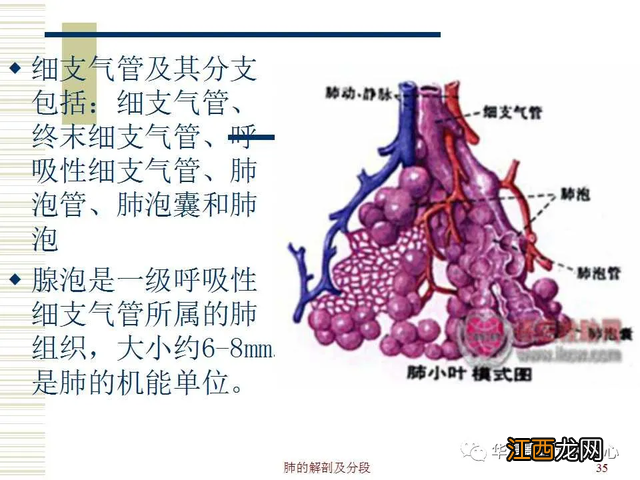 心脏在人体什么位置 心脏示意图