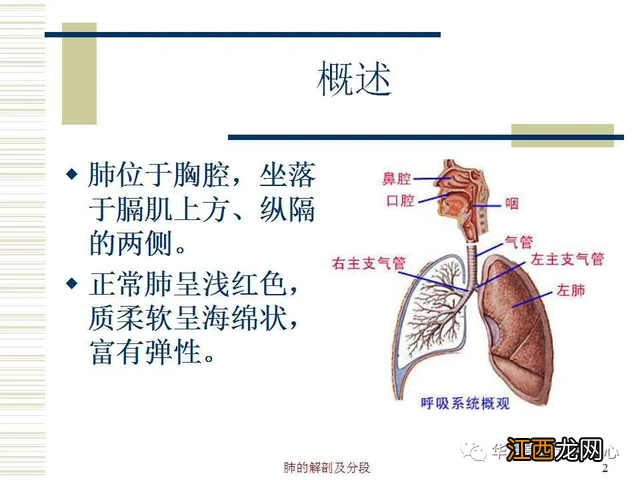 心脏在人体什么位置 心脏示意图