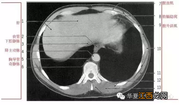 心脏在人体什么位置 心脏示意图