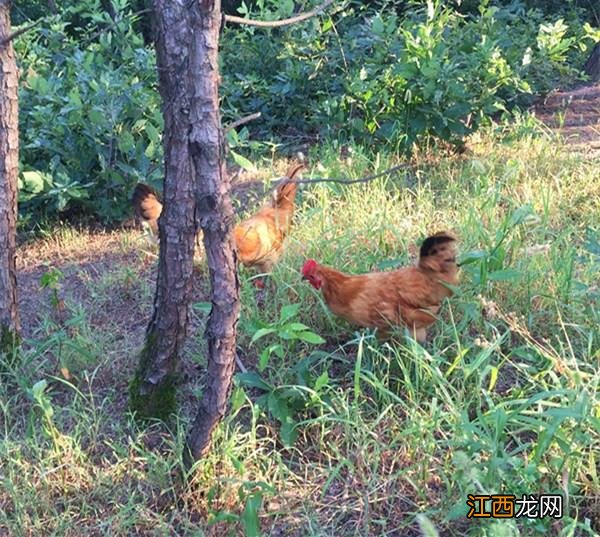 男孩子吃公鸡能长高吗 吃公鸡能长高吗