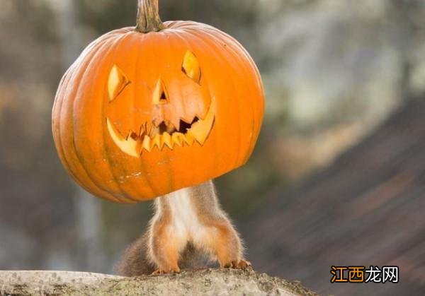 南瓜灯英文音标 南瓜灯英文