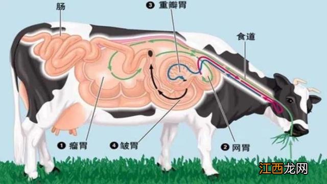 毛肚是牛的哪个部位 牛有几个肚子