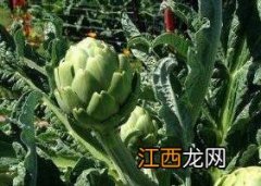 朝鲜蓟茶如何做 朝鲜蓟茶可以长期喝吗