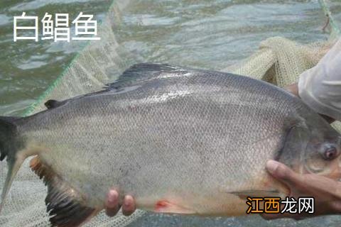 白鲳鱼和斗鲳鱼区别 白鲳鱼和斗鲳鱼的区别