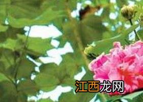 芙蓉花茶如何做香 芙蓉花茶如何做