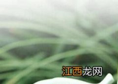 中国十大绿茶排名 中国十大绿茶排名百科