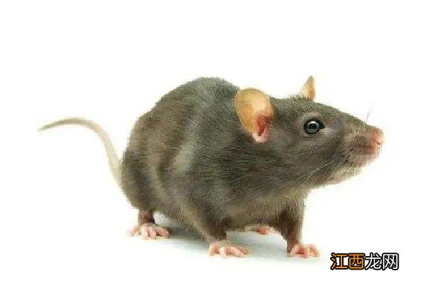 蛇吃老鼠吗蛇吃兔吗 蛇吃老鼠吗