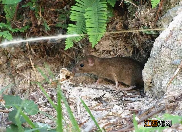蛇吃老鼠吗蛇吃兔吗 蛇吃老鼠吗