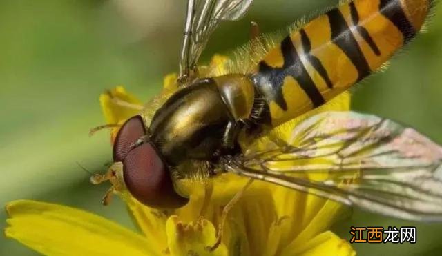 益虫有哪些为什么是益虫 什么是益虫