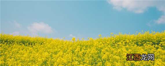 油菜开花期施什么肥 油菜开花期施什么肥好