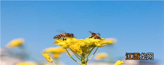 分蜂季节每年几月份怎样诱蜂 分蜂季节每年几月份