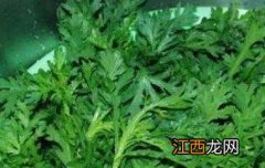 雪里蕻是雪菜吗? 雪里蕻是什么菜