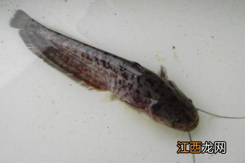 鲶鱼粘液怎么处理干净 鲶鱼的粘液怎么处理