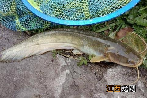 鲶鱼粘液怎么处理干净 鲶鱼的粘液怎么处理