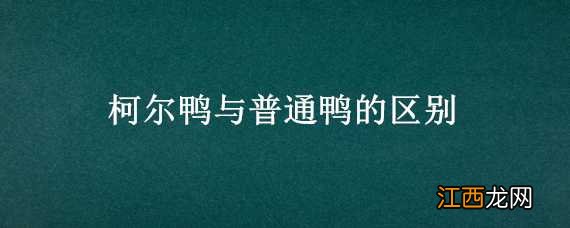 柯尔鸭与普通鸭的区别 柯尔鸭与普通鸭的区别是什么