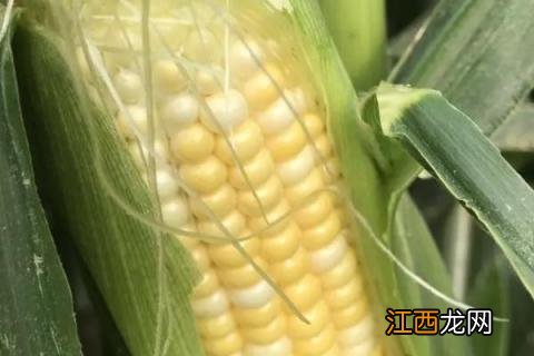 益农72玉米种简介，适合哪里种植，产量如何