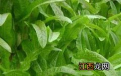 莴笋怎么种植 莴笋怎么种植好