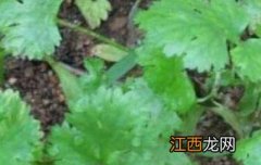 香菜怎么种植 香菜怎么种植视频教程