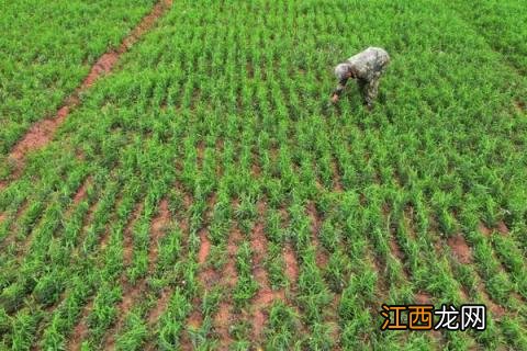 柴胡的栽培技术 柴胡种植技术与栽培管理