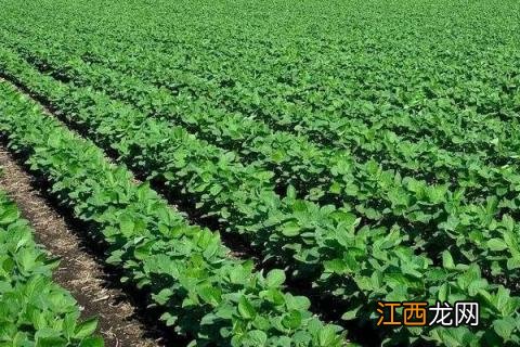 玉米套种黄豆究竟增产吗，玉米套种有哪些高产作物