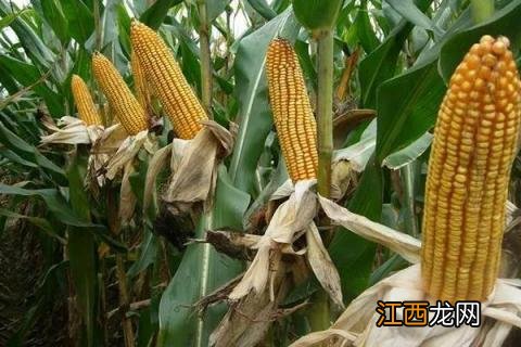 成玉828玉米种简介，适合哪里种植，产量如何