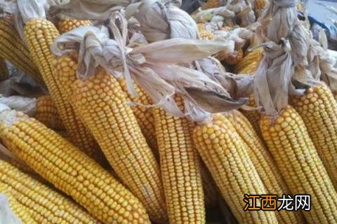 成玉828玉米种简介，适合哪里种植，产量如何