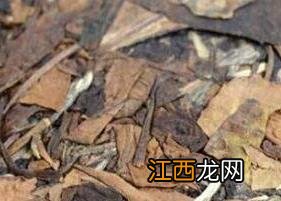 如何识别做旧的白茶树 如何识别做旧的白茶