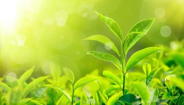 四个描写春天的成语 写春天的成语