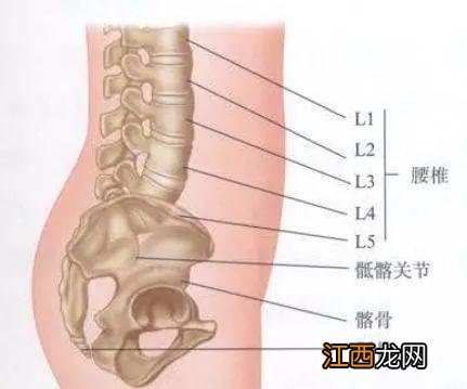 耻骨是哪个部位图解上下支 耻骨是哪个部位