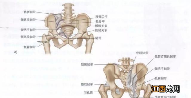 耻骨是哪个部位图解上下支 耻骨是哪个部位