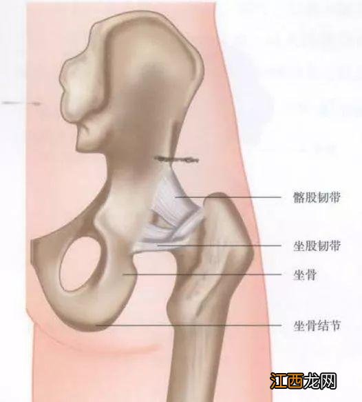 耻骨是哪个部位图解上下支 耻骨是哪个部位