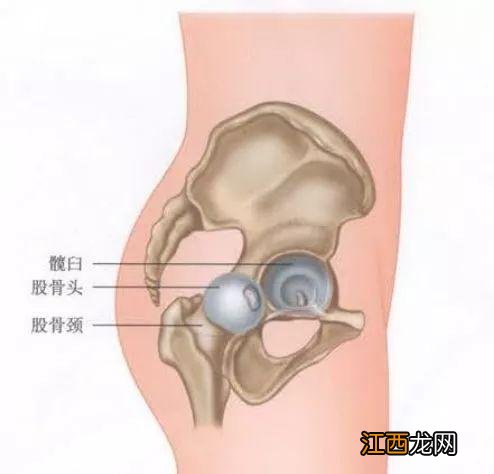 耻骨是哪个部位图解上下支 耻骨是哪个部位