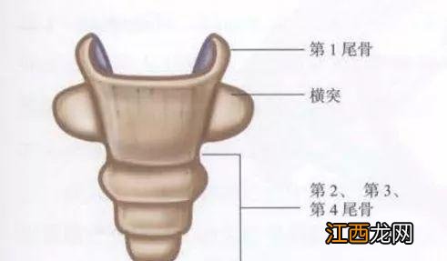 耻骨是哪个部位图解上下支 耻骨是哪个部位