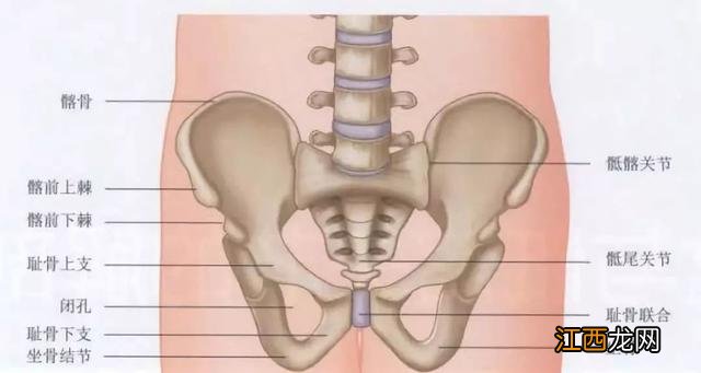 耻骨是哪个部位图解上下支 耻骨是哪个部位