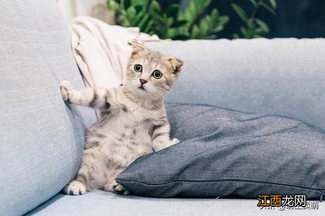 凌晨3一4点猫叫要警惕 猫叫是什么原因