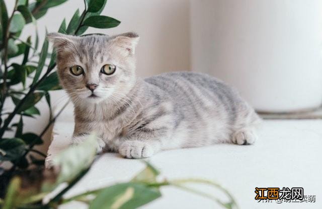 凌晨3一4点猫叫要警惕 猫叫是什么原因