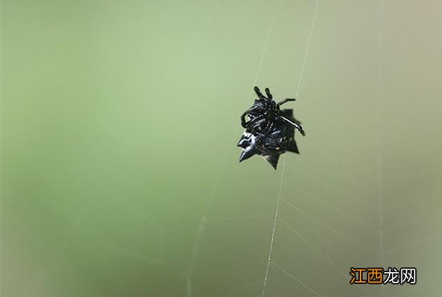 小蜘蛛图片