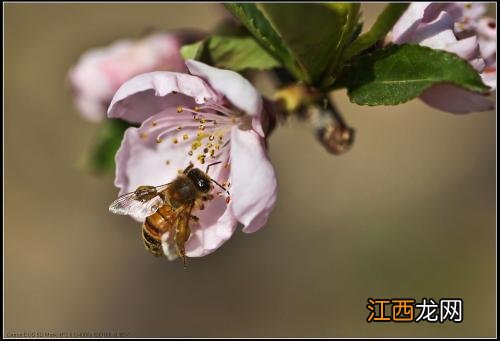 蜂的古诗罗隐手抄报 蜂的古诗罗隐