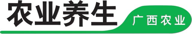 冰糖雪梨治咳嗽的做法 冰糖雪梨治咳嗽