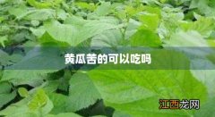 黄瓜苦的可以吃吗怎么吃 黄瓜苦的可以吃吗