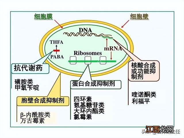 罗红霉素的副作用多久消失 罗红霉素的副作用