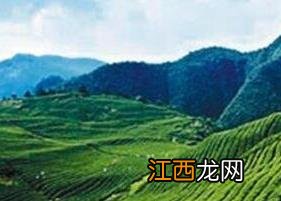 梵净山团龙贡茶价格 梵净山团龙贡茶冲泡方法