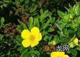 金露梅茶的功效与药用价值及禁忌 金露梅茶的功效与药用价值