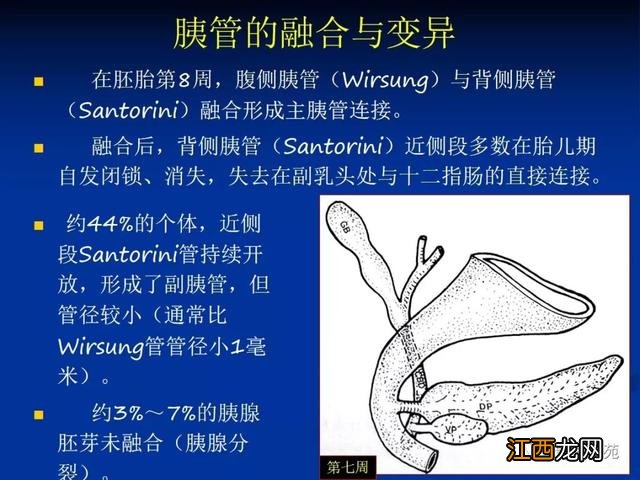 胰腺是哪个部位疼图片 胰腺是哪个部位