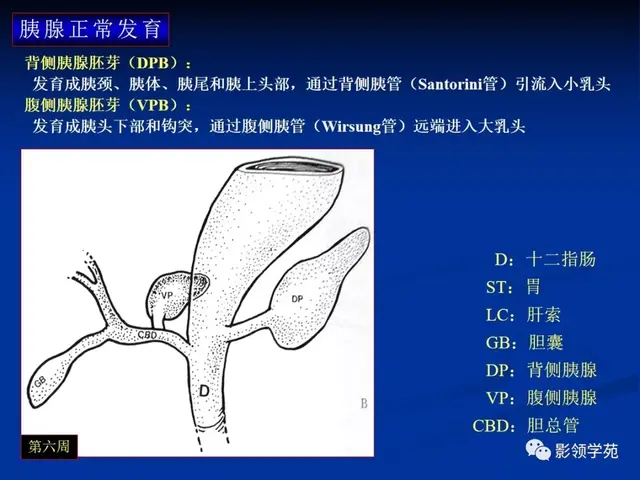 胰腺是哪个部位疼图片 胰腺是哪个部位