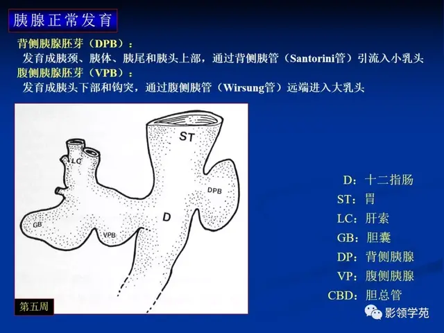 胰腺是哪个部位疼图片 胰腺是哪个部位