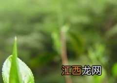 茶叶会不会变质 茶叶变质还能喝吗