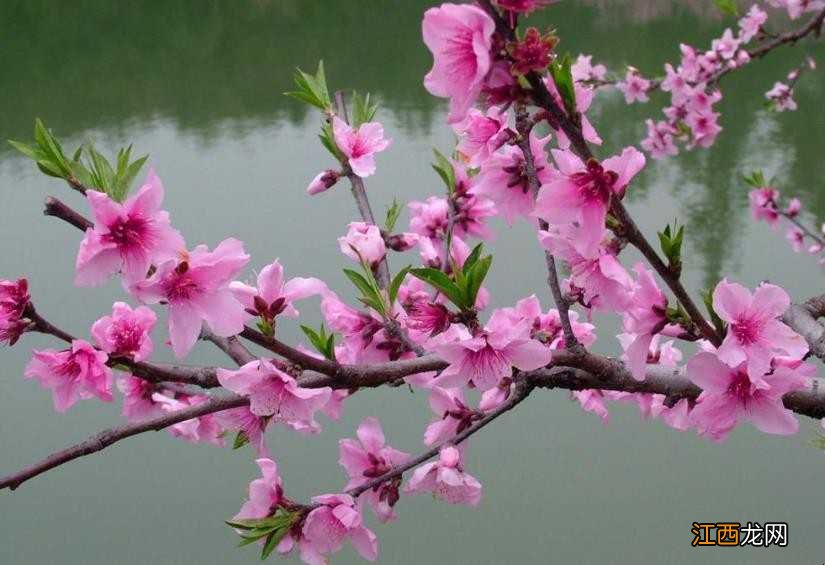 桃花什么季节开 樱花和桃花什么季节开