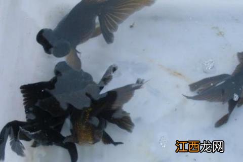 文种金鱼有哪些品种 金鱼有哪些品种