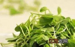 麻豌豆苗的功效与作用 豌豆苗的功效和作用